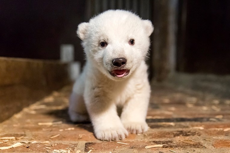 Uginulo mladunče polarnog medvjeda, Berlin tuguje