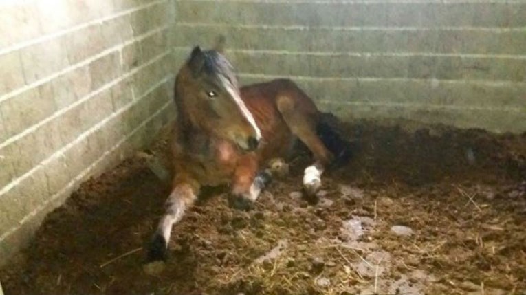Prijatelji životinja kazneno prijavili Josipa Tuđu zbog mučenja konja u Oroslavlju