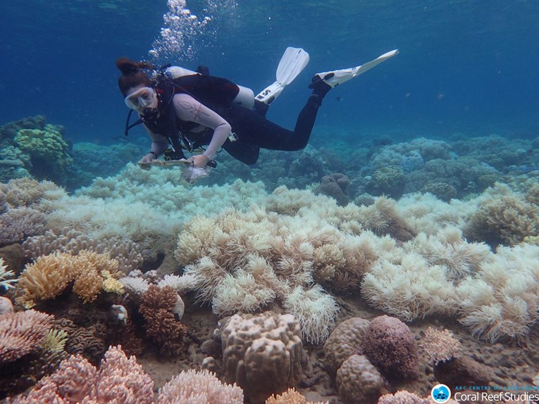 Busenasti koralj s Mljeta u opasnosti od izumiranja