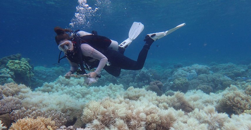 Busenasti koralj s Mljeta u opasnosti od izumiranja