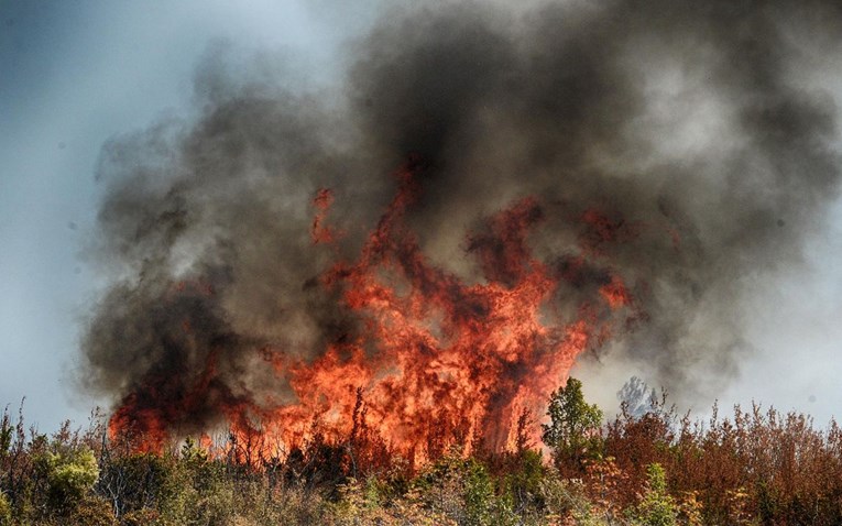 Palio korov u masliniku kod Trogira pa zapalio borovu šumu