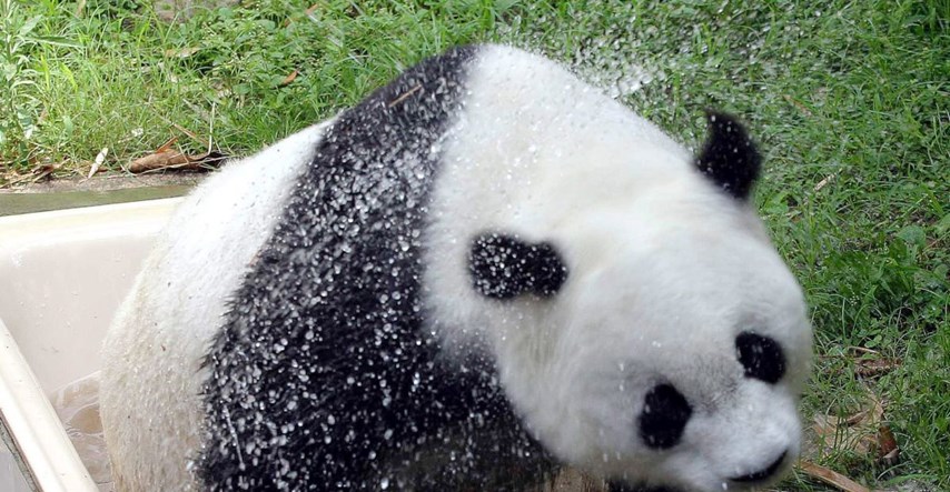 Umrla najstarija panda na svijetu