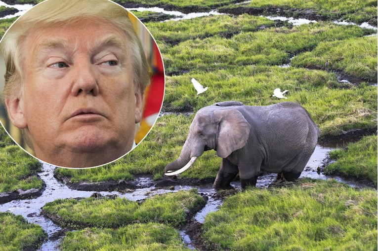 Trump ipak povukao dozvolu za uvoz trofeja slonova ubijenih u Zimbabveu i Zambiji