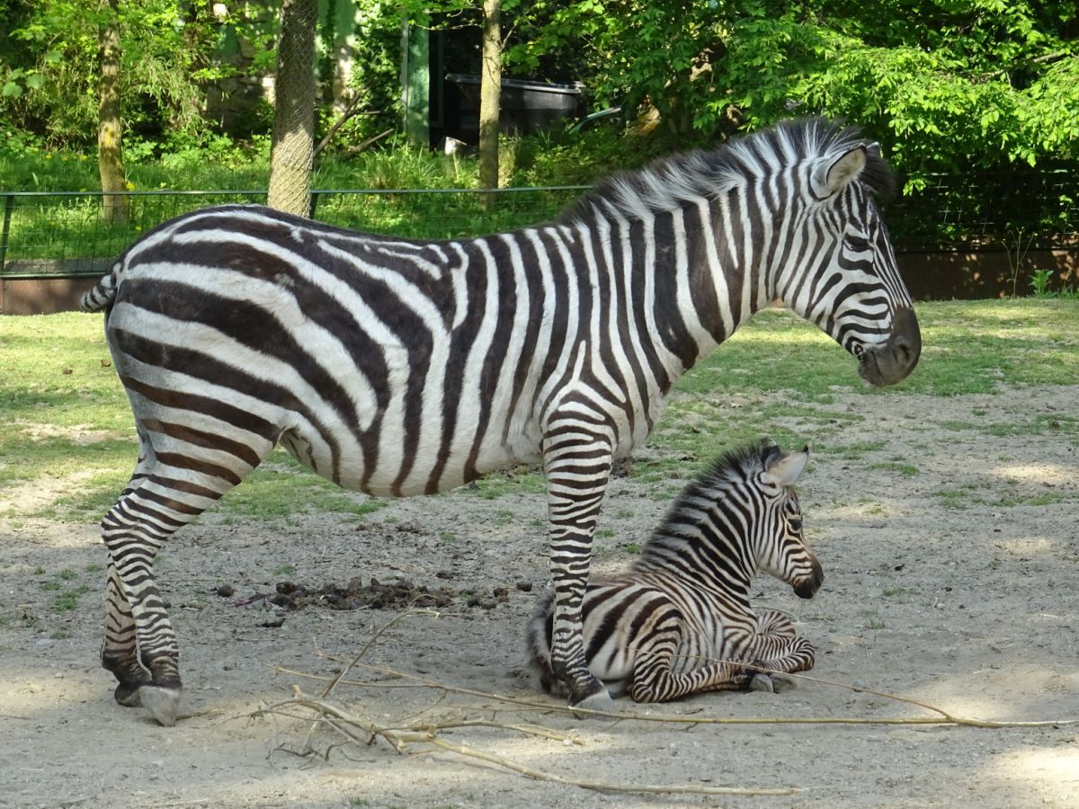U zagrebačkom ZOO-u na svijet stigla beba zebre