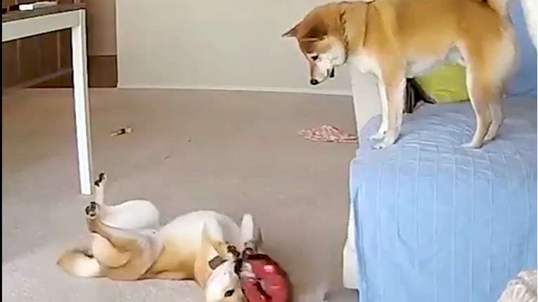 VIDEO Što rade psi kada ostanu sami kod kuće