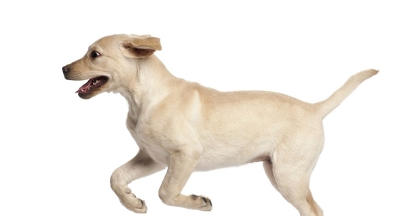 5 tehnika koje će vam pomoći smiriti hiperaktivnog psa