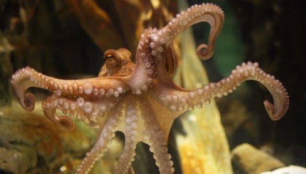 Hobotnice imaju sposobnost vidjeti s kožom