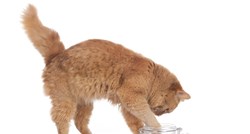 Ljudska hrana koju možete ubaciti u redovnu prehranu vaše mačke