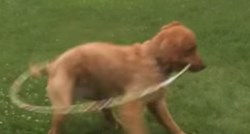 Ovaj pas vrti hula-hop bolje od pola klinaca iz parka
