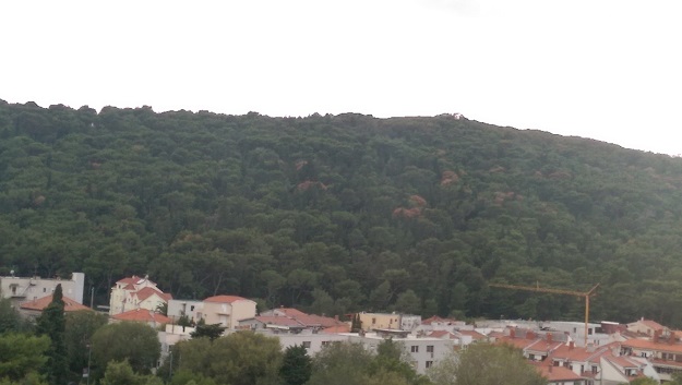 Alarm na Marjanu, suši se šuma, a nitko ne zna zašto