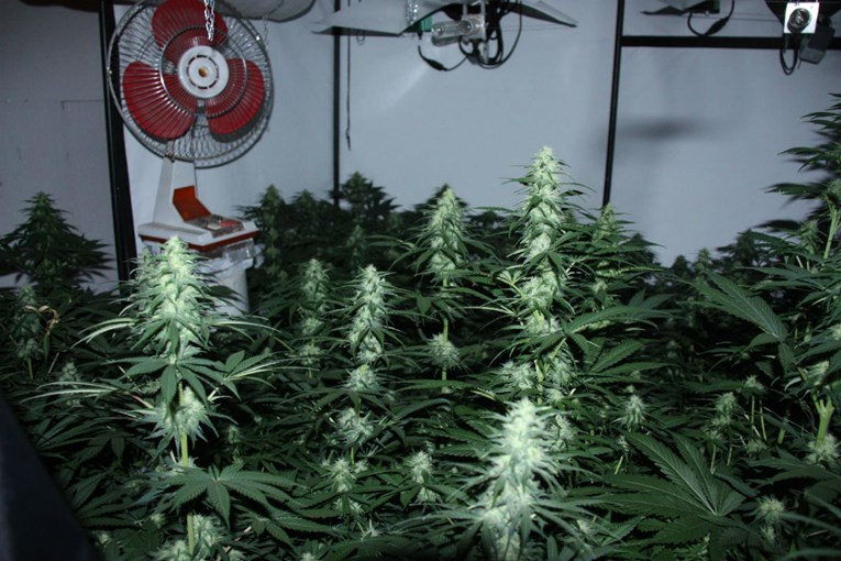 AKCIJA "RIO" Policija u Zagrebu ulovila 12 dilera, zaplijenila 411 biljaka marihuane