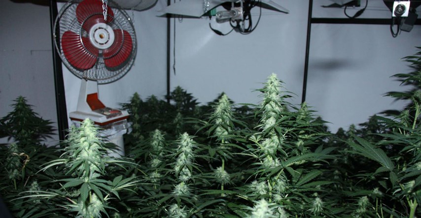 AKCIJA "RIO" Policija u Zagrebu ulovila 12 dilera, zaplijenila 411 biljaka marihuane