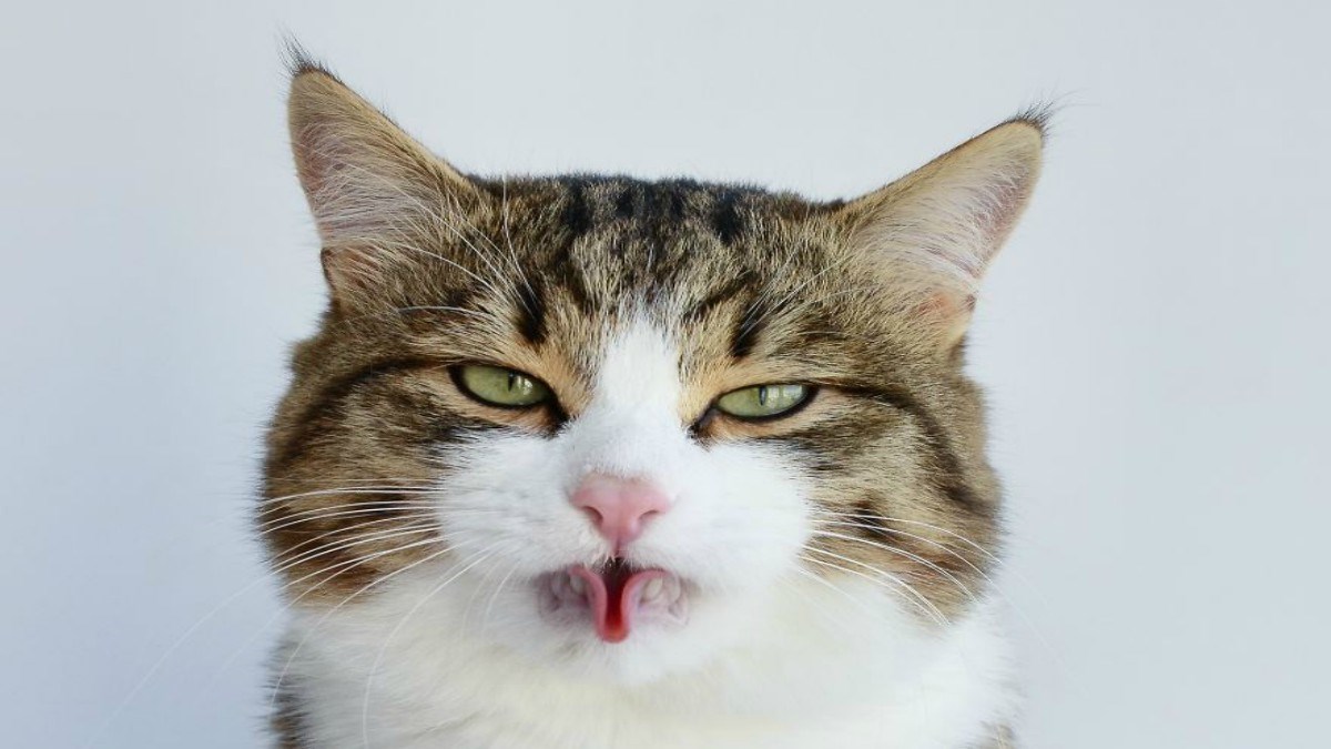 FOTO Upoznajte Rexie, mačka s vrlo posebnim talentom