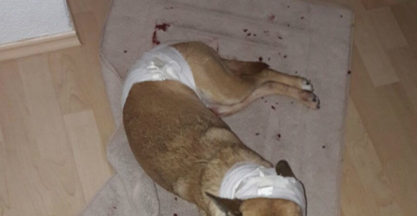 FOTO Stafordi siju strah Čiovom - napali trudnicu, a psa joj umalo rastrgali