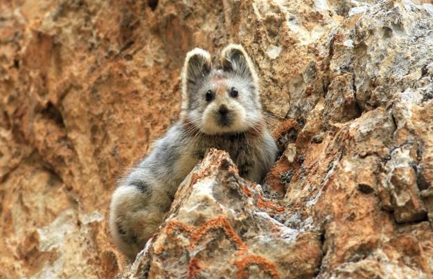 Ili pika: Upoznajte novootkrivenog sisavca s licem medvjedića