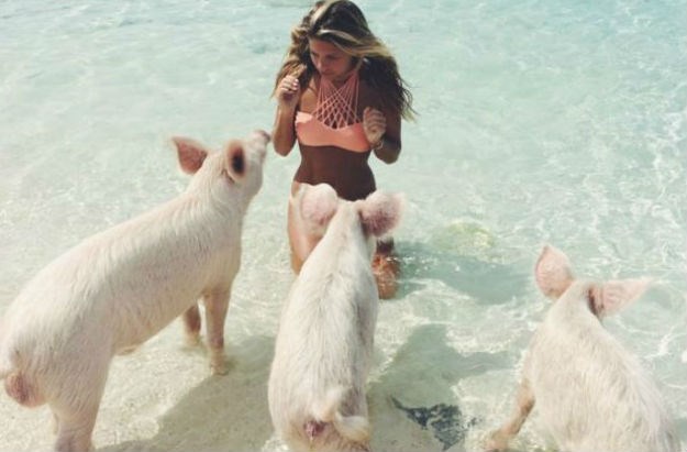 Neobični godišnji: Gdje to točno možete plivati s divljim svinjama?