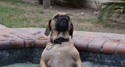 Jacuzzie: Upoznajte psa koji se obožava kupati u hidromasažnom bazenu