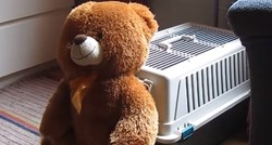 Video: Mali pas pokušao ugurati velikog plišanog medvjedića u kavez
