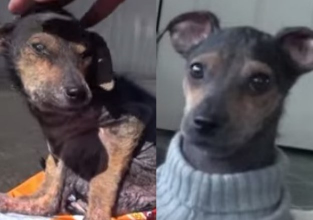 Možete li vjerovati da je ovo isti pas: Psić bačen u kanal oporavlja se u novom domu