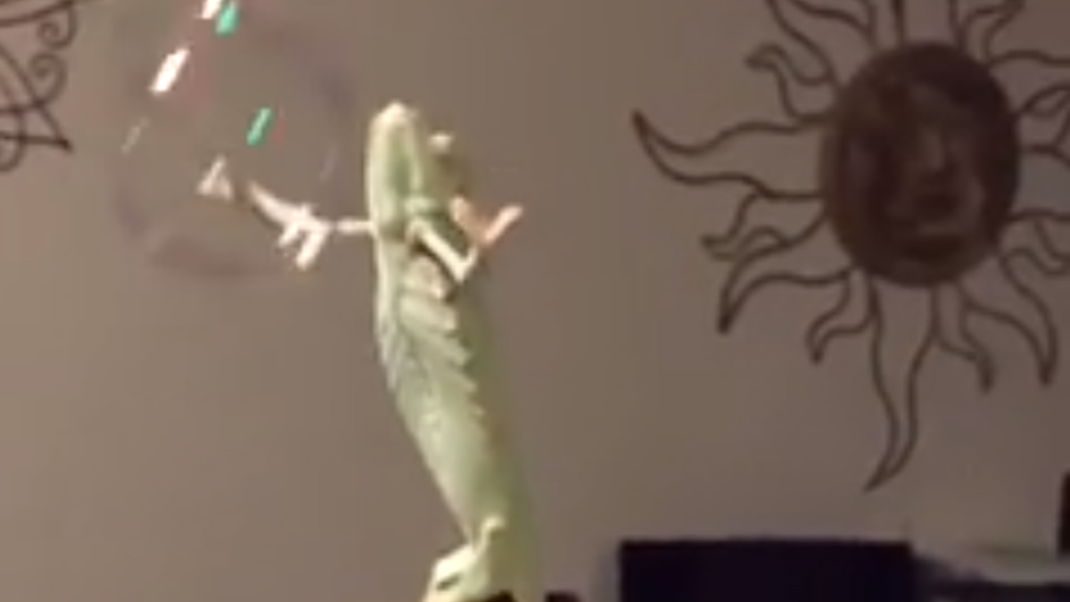 VIDEO Ovaj maleni kameleon uživa u igri!