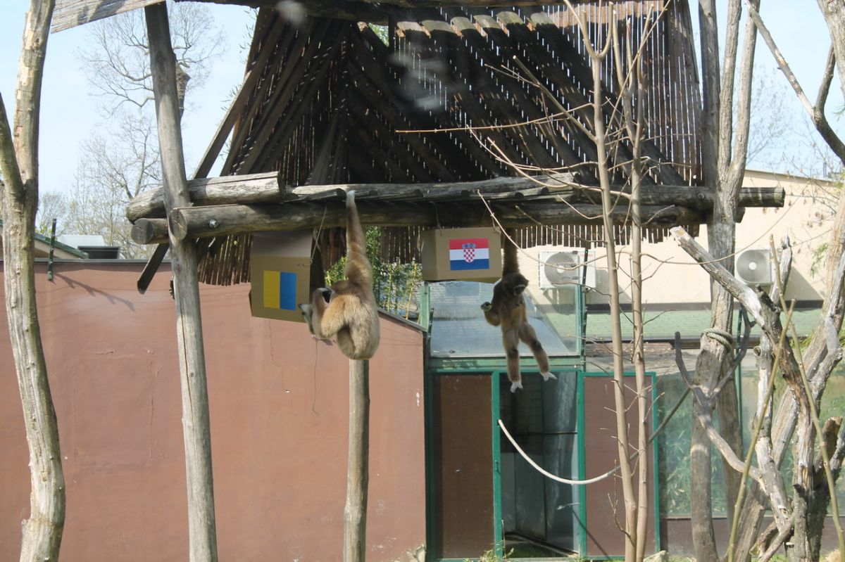 FOTO Majmunska posla: Pogledajte kako je prošlo predviđanje gibona iz zagrebačkog ZOO-a o tekmi