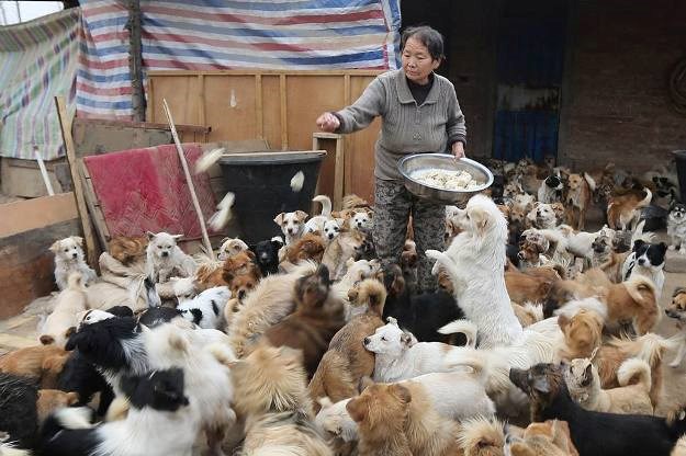 60-godišnja bakica u Kini brine za više od 1000 napuštenih pasa