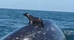 Prizor koji se ne viđa tako često: Tuljan prosurfao ne leđima kita
