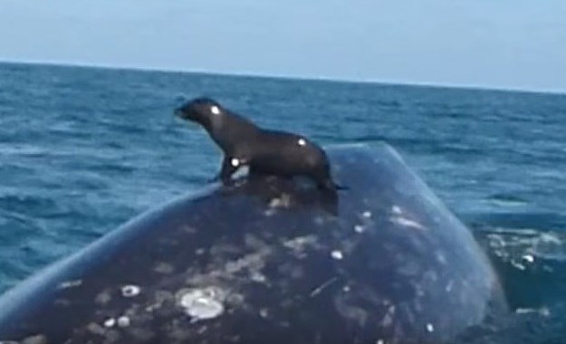 Prizor koji se ne viđa tako često: Tuljan prosurfao ne leđima kita