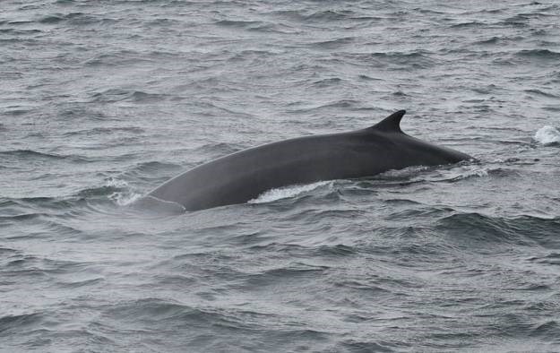 Mladunče kita perajara zamijećeno kod Dugog otoka
