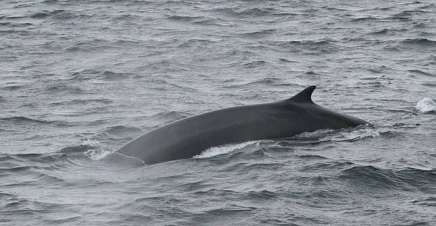 Mladunče kita perajara zamijećeno kod Dugog otoka