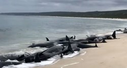 VIDEO Na australskoj obali nasukalo se 150 kitova