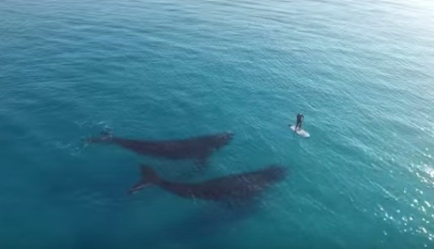 Čarobna snimka australskih kitova i surfera koja će vam oduzeti dah