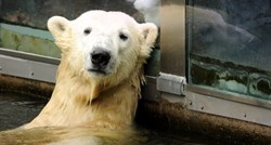 6 godina kasnije: Otkriven uzrok smrti najpopularnijeg polarnog medvjeda na svijetu Knuta