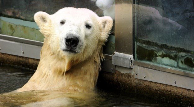 6 godina kasnije: Otkriven uzrok smrti najpopularnijeg polarnog medvjeda na svijetu Knuta