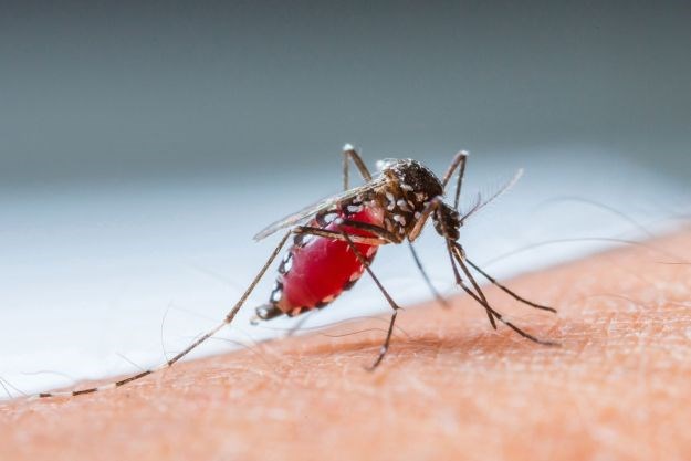 Evo zašto komarci neke ljude više "vole" - i kako se riješiti zujavih napasti