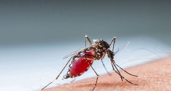 Prva žrtva u Zagrebu: Od opasne bolesti koju prenose komarci umro muškarac
