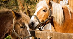 "Fala" im za sve: Upoznajte prelijepe konje i divne ljude