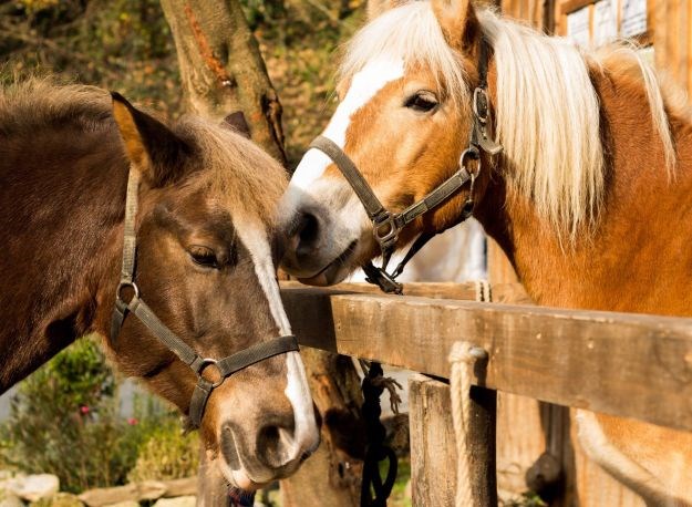 "Fala" im za sve: Upoznajte prelijepe konje i divne ljude