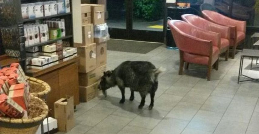 FOTO Hit na Fejsu: Odbjegla koza pronađena na kavi, "falilo joj kofeina"