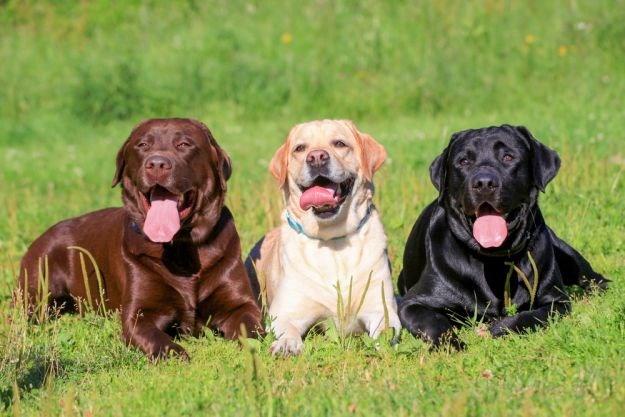 mogu li labrador retriveri biti agresivni