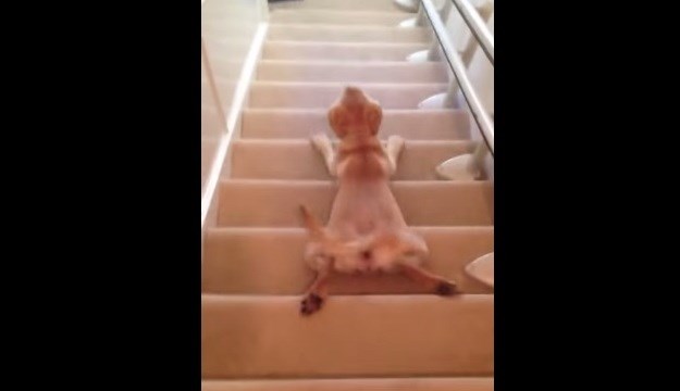 Štene labradora izmislilo unikatni način spuštanja niz stepenice