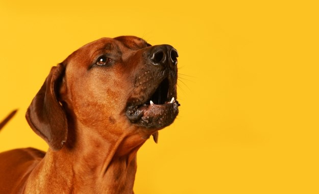 5 potencijalnih razloga zašto vaš pas neprestano laje