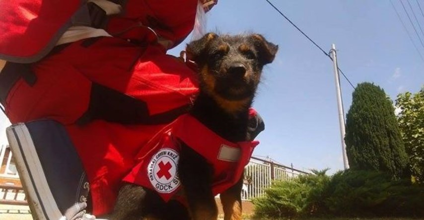 Upoznajte Lajku, prvog psa "zaposlenog" u Hrvatskom Crvenom križu