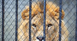 Strava u Johannesburgu: Lav kroz prozor uskočio američkoj turistici u automobil i ubio je