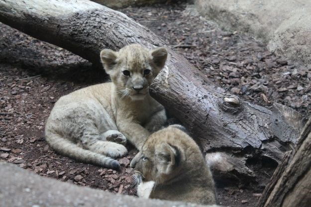 FOTO/VIDEO Pogledajte preslatke bebe laviće rođene u zagrebačkom zoološkom vrtu