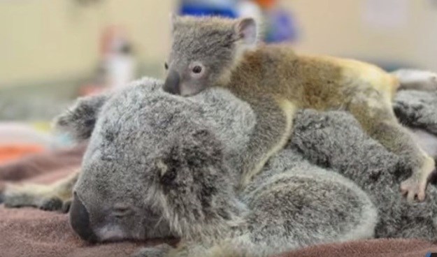 Prizor koji grije srce: Beba koala grlila ozljeđenu mamu tijekom čitave operacije