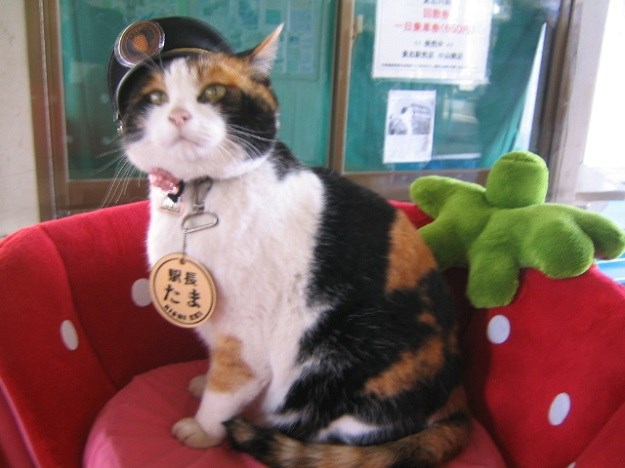VIDEO Osim psu Hachiku Japanci odali počast i jednoj mački!