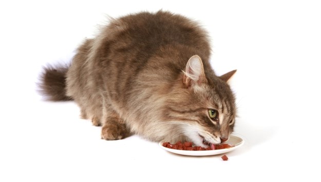 Izračunajte sami koliko je vašoj mački potrebno kalorija dnevno