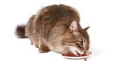 Izračunajte sami koliko je vašoj mački potrebno kalorija dnevno