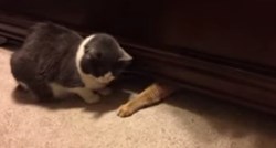 Besramna ninja mačka krade hranu frendici pred nosom